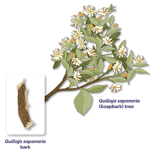Quilliaja saponaria (Soapbark) tree. Bark containing saponins.
